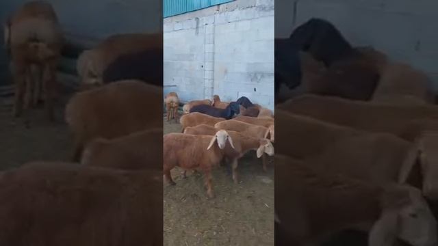 14 баш  3 айлык козу кочкорлор сатылат линия бар баасы 155