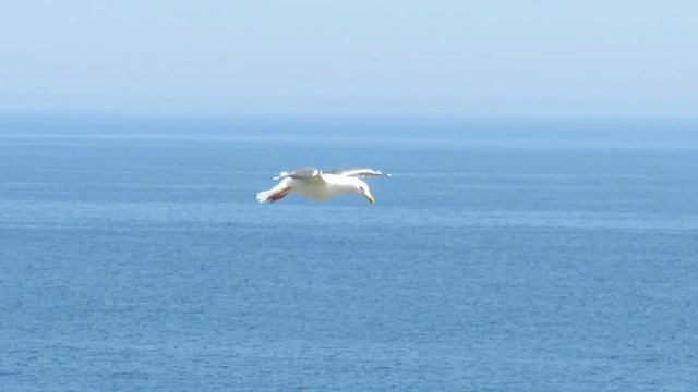 мыс Великан. Сахалин. 09.06.24 смотреть онлайн