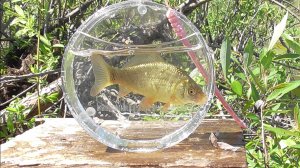 26.05.25. Ловля карася в мягкой траве в начале лета.