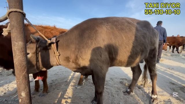 24-АПРЕЛЬ/2025/ХАЛКАБАД МАЛ БАЗАРЫ/МАЛ БАЗАР 2025/ДЕМ БЕРМЕ? смотреть онлайн