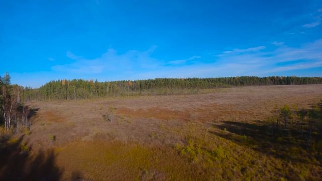 Экотропа «Сестрорецкое болото». Бесплатное путешеств