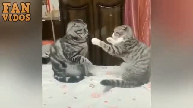 Смешные коты и милые котики Приколы с котами и котятами 2019 смотреть онлайн