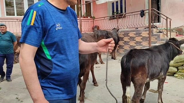 БОЗОРДЕГИ НАРХЛАРДА БОЛИБ КЕТДИ | 22-апрель, 2024. тел:93-229- смотреть онлайн