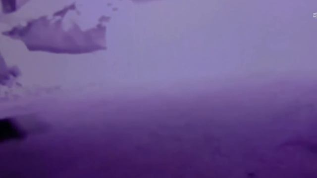 Уничтожил за Секунду / Редкие Битвы Животных Снятые на