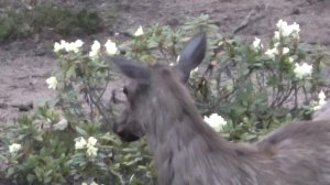 Охота на изюбря-пантача в хребте Хамар-Дабан. Бурятия 2