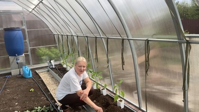 Сажаю томаты🍅 и перцы🌶️в теплицу. Накупили еще гортензий. Посадили арбузы, дыни… 17мая2025
