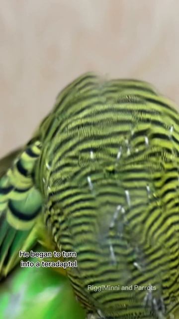 Общипала попугая 😱 смотреть онлайн