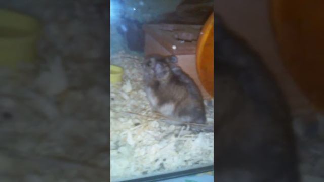 Смешные хомяки смотреть онлайн