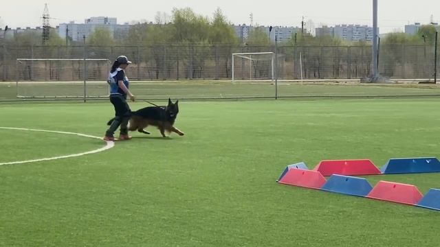 3 Отл. Югория ЦИРИЛЛА РЕБЕЛЬ +++ №63 / КЧК ХАБАРОВСК 11 мая`25 Е.Шайхудинов Моно немецких овчарок