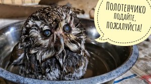 Сыч Чучундрий купается, сыч Лучик получил комочек, сова филин Ёль чешет и высиживает камеру