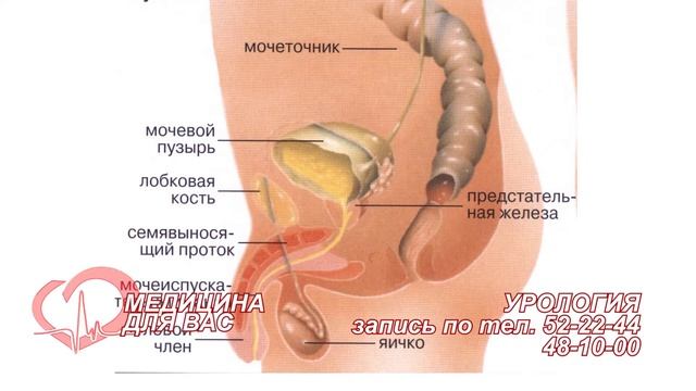 Медицина для Вас. Урология смотреть онлайн