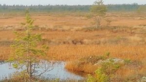 Зарыбил озеро на болоте.