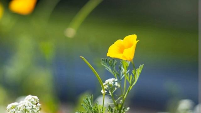 Мобильная съёмка на HUAWEI P60 Pro,лайфхаки.