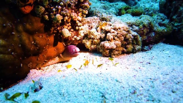 Раскрытие самых красивых рыб в океане