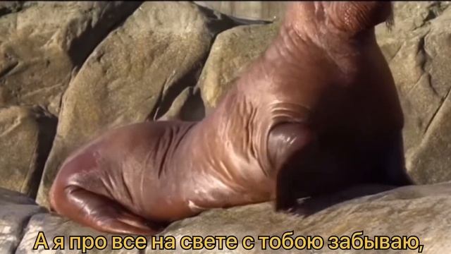 Айсберг. Караоке смотреть онлайн