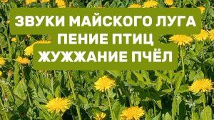 Звуки майского луга пение птиц, жужжание пчёл.Одуванчики.