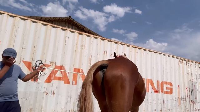 Той аспи нав аз Наими Эгилик рузи ида бие🇹🇯      15 июня