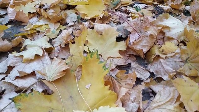 Тест видео (Full HD, 60 fps) на на Xiaomi Redmi Note 5 смотреть онлайн