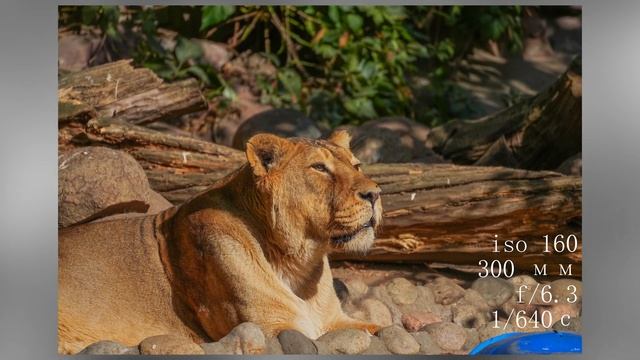 Лучший бюджетный теле-объектив?! | Tamron 70-300mm F/4.5-6.3 Di III RXD