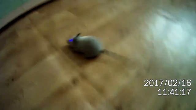 Мышка на радиоуправлении смотреть онлайн