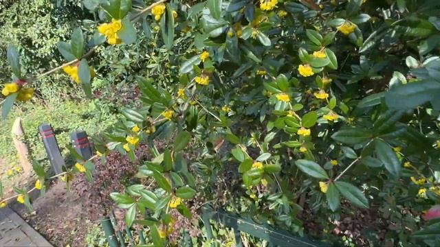 Что мы ездесь едим в Нидерландах || нежнейшие фрикаде?