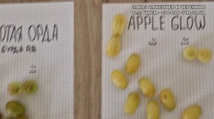 JUMBO кишмиш, APPLE GLOW  , SUNNY POP grapes СУПЕР НОВИНКИ 2024  РАЗБОР И