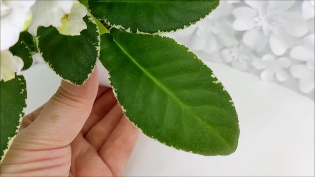 Фиалка ЛЕ-Стрекоза