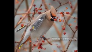 Tamron 150-500 Nikon Z - Опыт использования и примеры!