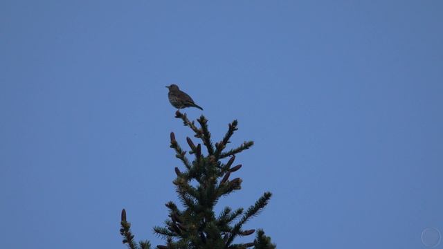 Певчий Дрозд поёт смотреть онлайн