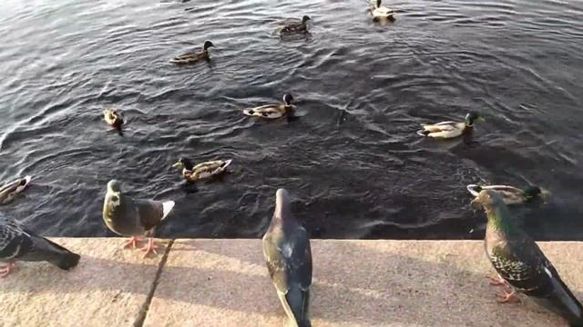 Петрозаводск, 12 городов России смотреть онлайн