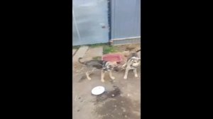 Модернизация и эксплуатация мотоблока МТЗ Беларусь.