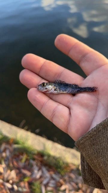 Микро окунь на мормышинг. смотреть онлайн