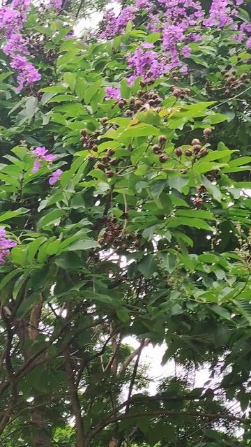 Лагерстремия изящная /Lagerstroemia Speciosa #piano #bonsai #растения #хобби #flower #nature #plant