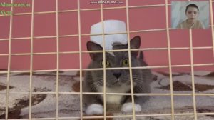 Смотрю котинет реакция