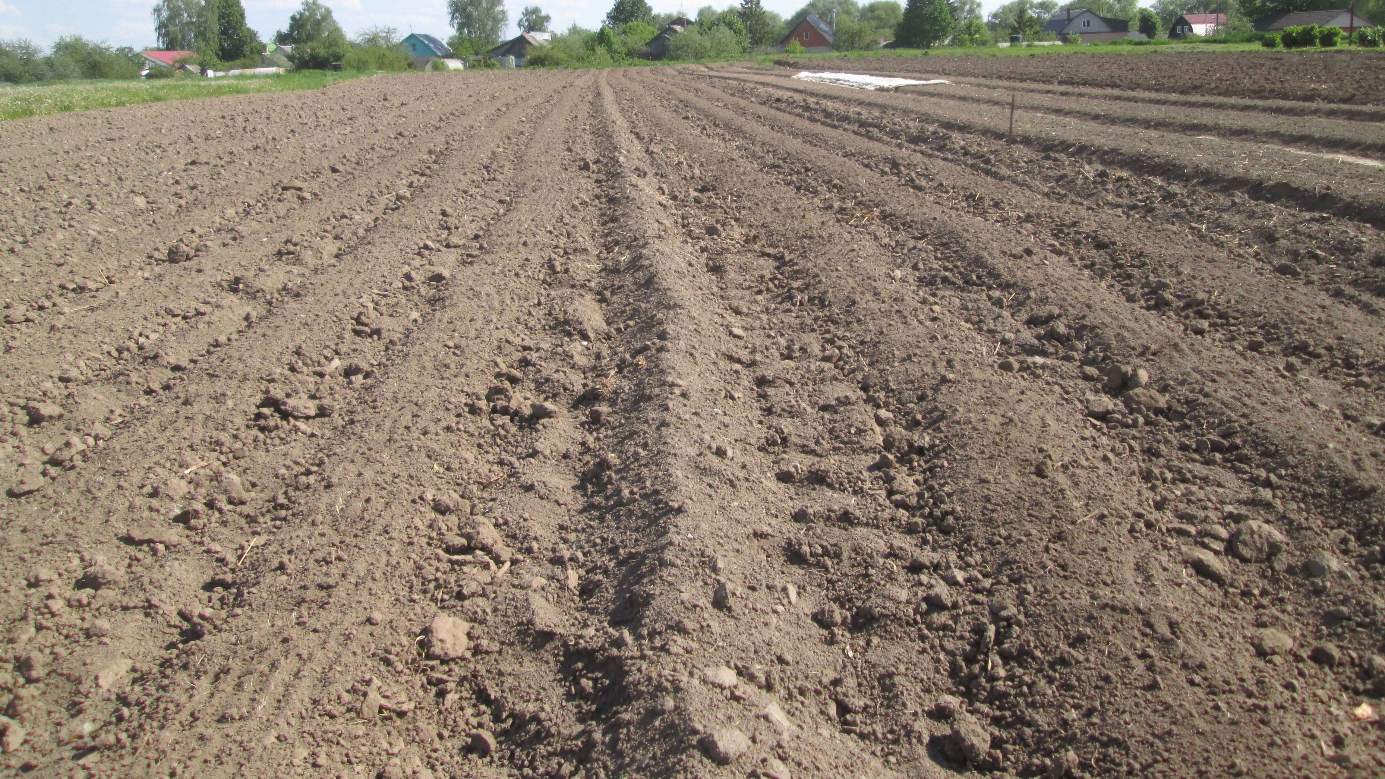 Прополка картошки