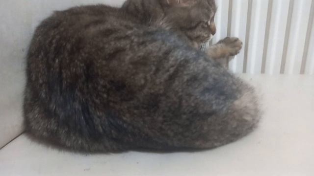 КОТУ КУЗЬМИЧУ ГДЕ ТЕПЛЕЕ И ЖАРЧЕ ВСЕГО ТАМ И ЕГО МЕСТО
