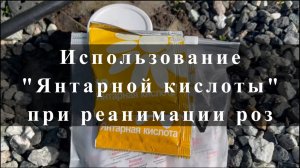 Использование Янтарной кислоты при реанимации роз