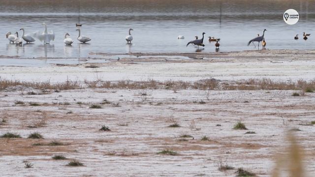 Наша Сибирь 4К: Озеро Ханкуль смотреть онлайн