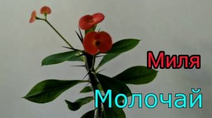 Комнатные_растения  на букву   М