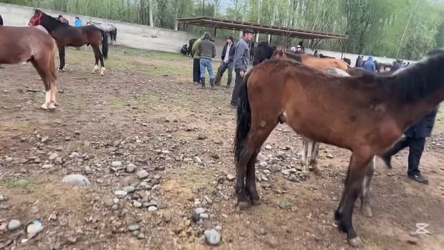 НООКАТ РАЙОНУ АРАЛ МАЛ БАЗАРЫ ЖЫЛКЫ БААЛАР ОЙБОООЙ 😱1 смотреть онлайн