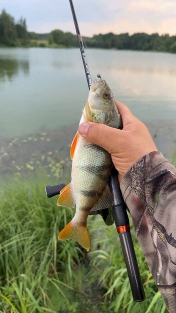 Мой рекорд окуня на Atarashii nano. Палка гнулось почти пополам. Микроджиг pontoon 21 Jilt. смотреть онлайн