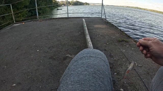 Рибалка на окуня Тернопільській став(озеро) (GoldFish) смотреть онлайн