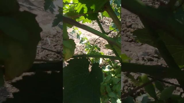 обращайтесь по номеру телефона и Wots App +79282282690