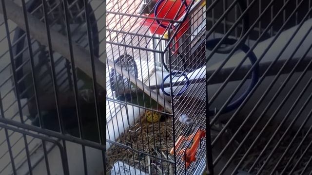 Неразлучник играет смотреть онлайн