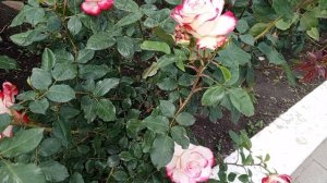 Розы цветение  . сад огород