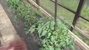 2 томата в 1 лунку. Как я подвязываю их к колышку?