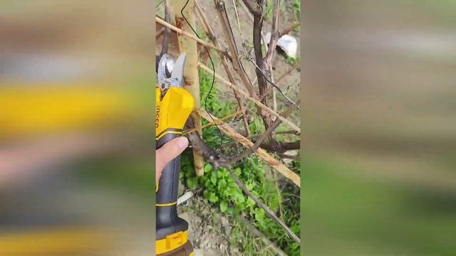 Аккумуляторный секатор INGCO CSSLI203083 смотреть онлайн