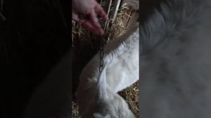 Ошейник для коз