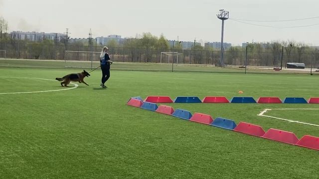 1 Отл. КЧК OPRA Di Fiamma Vivo +++ №44 / КЧК ХАБАРОВСК 11 мая`25 Е.Шайхудинов Моно немецких овчарок