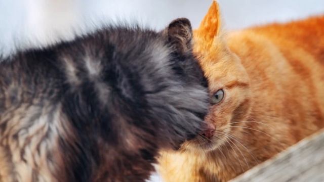 "МУЗЫКА ТИШИНЫ"... (Фото Артёма КАРПОВА (Самара), музыка ? смотреть онлайн